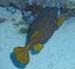 yellowspottedboxfish.jpg
